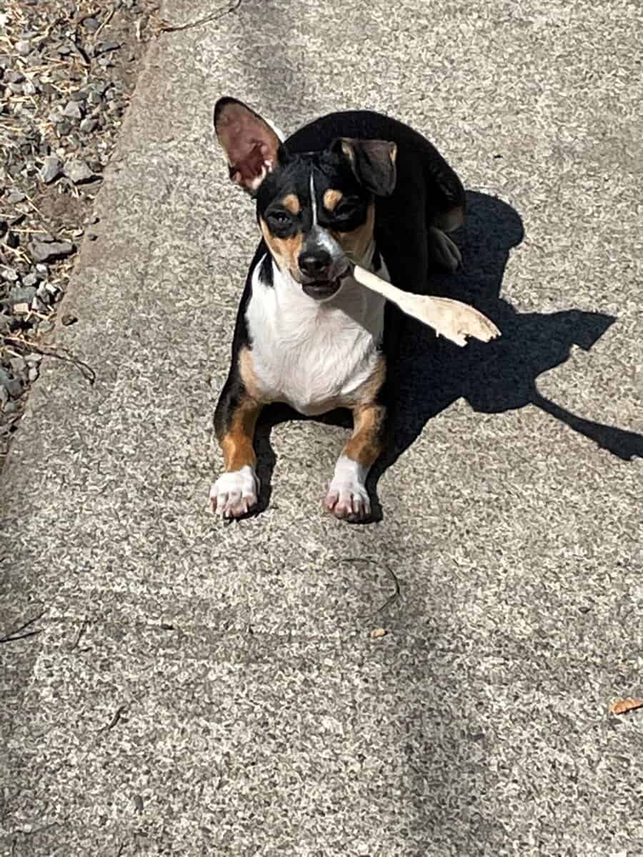 CHIWEENIE WANTS A PLACE TO CALL HOME image 3