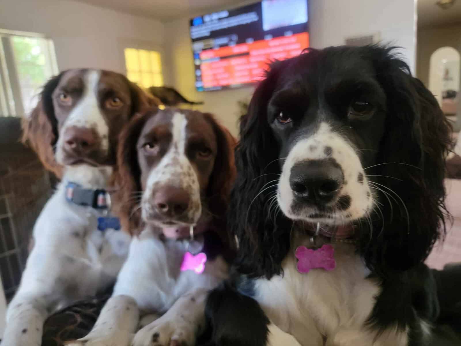 English springer spaniel image 2