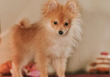 Male Pomeranian Puppy