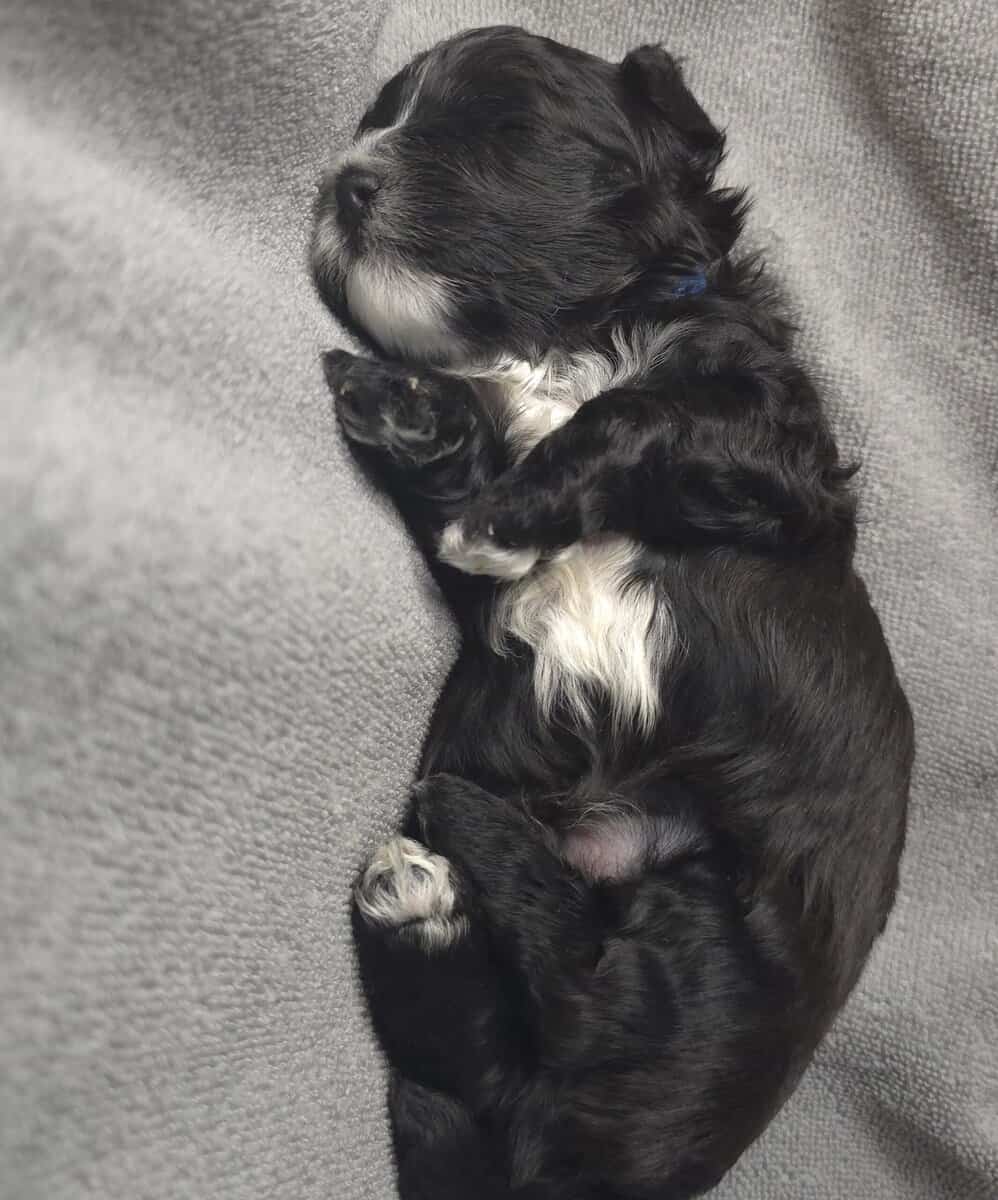 Adorable puppies looking for there forever home image 1