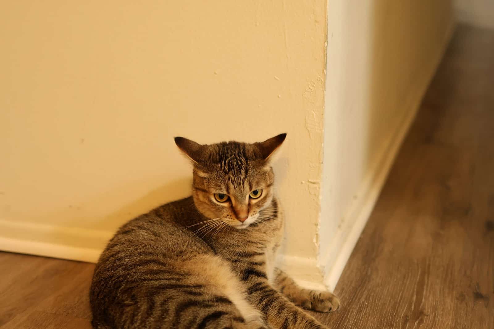 2 years old cat for adoption image 2