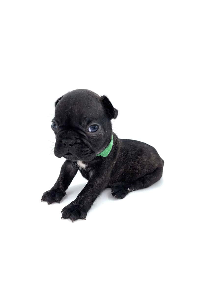Frenchies carrying pink and fluffy image 11