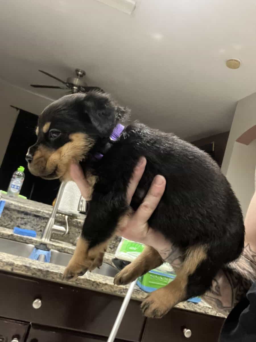 Purple Collar Rottweiler image 4