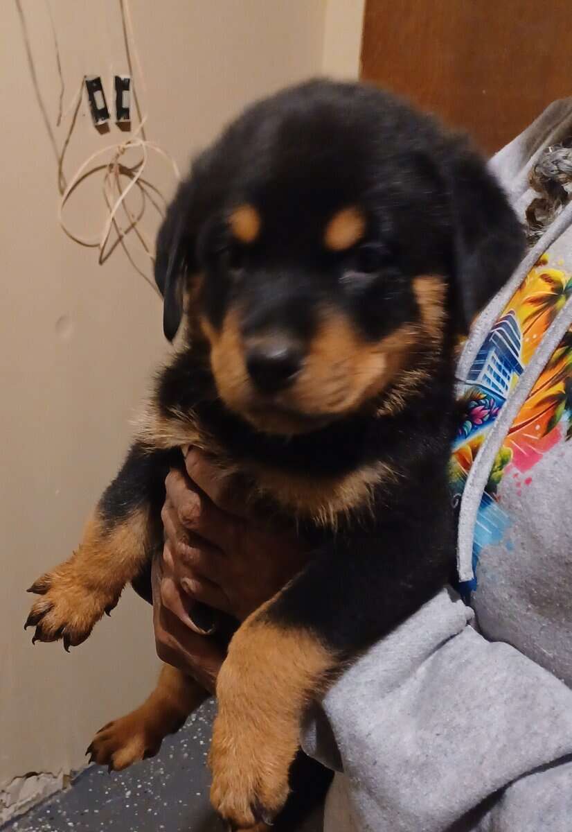 Rottie Pups For Sale image 1