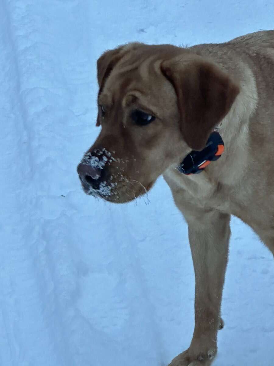 Adult Female (under 2yrs) Red Labrador image 4