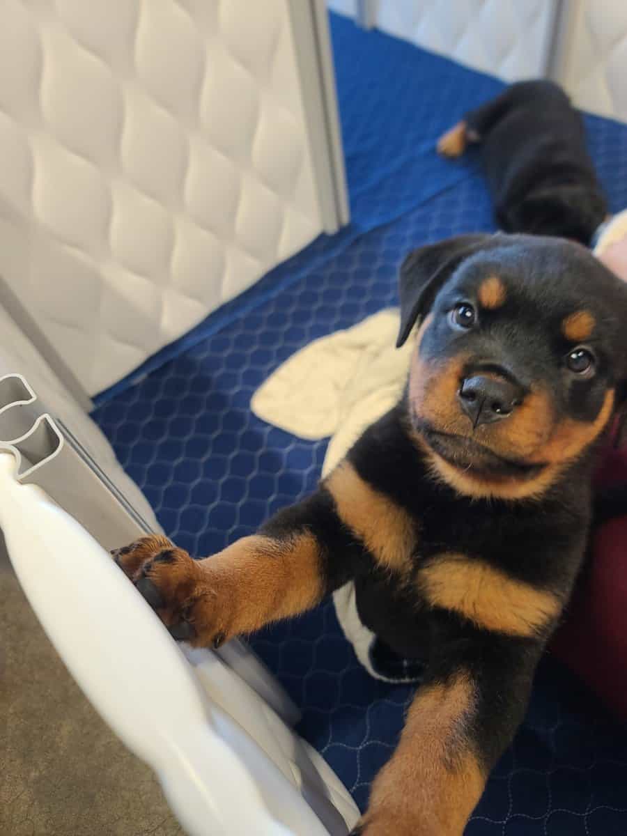 Rottweiler Puppies Available image 4