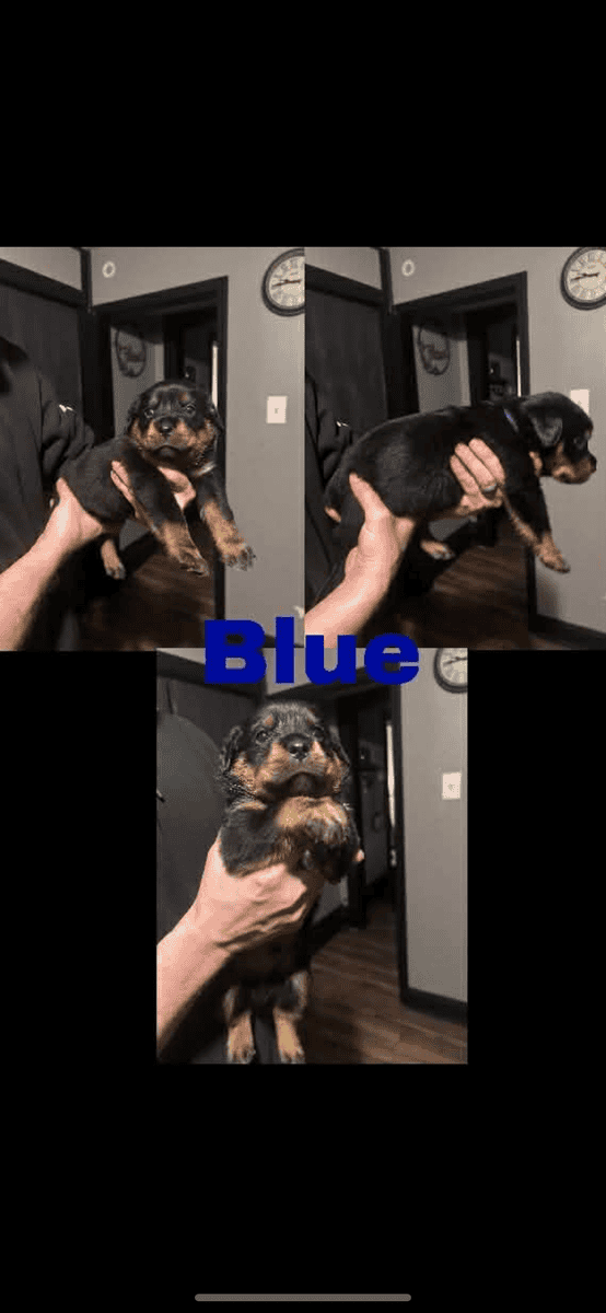 Rottweiler puppies image 1