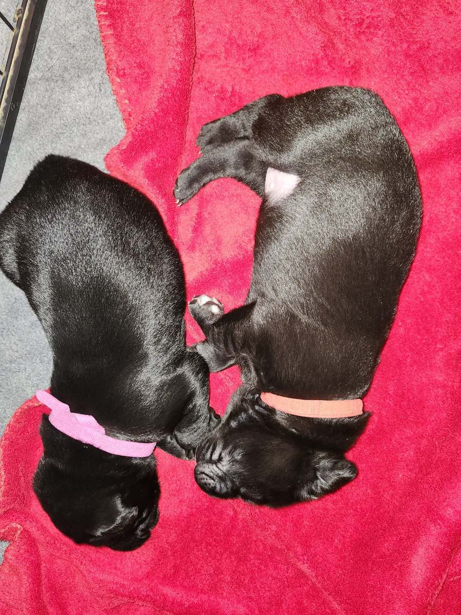 Registered Black Labrador Retriever puppies image 7