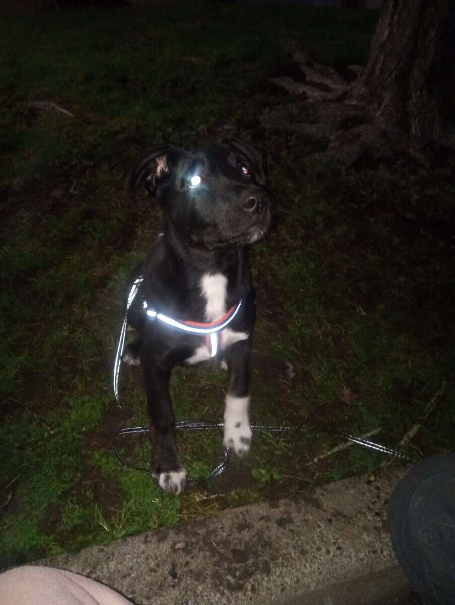 Rehoming my puppy image 4