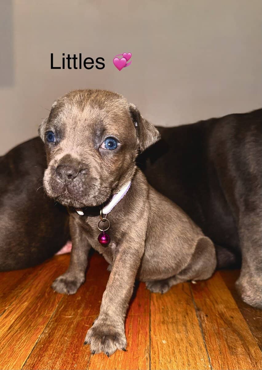 Beautiful Cane Corso Puppies Available 🐶❤️ image 1