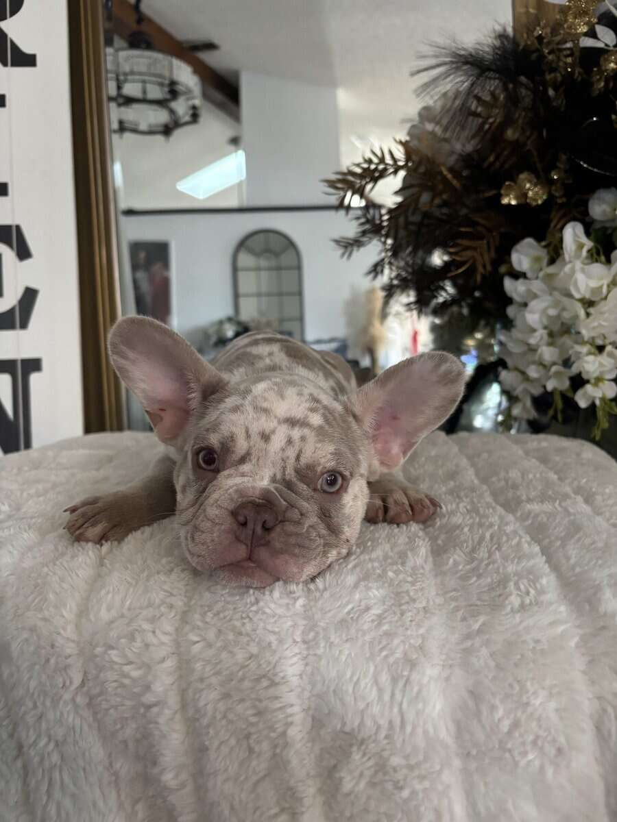 12-Week-Old Frenchie Puppies Ready Today! image 4