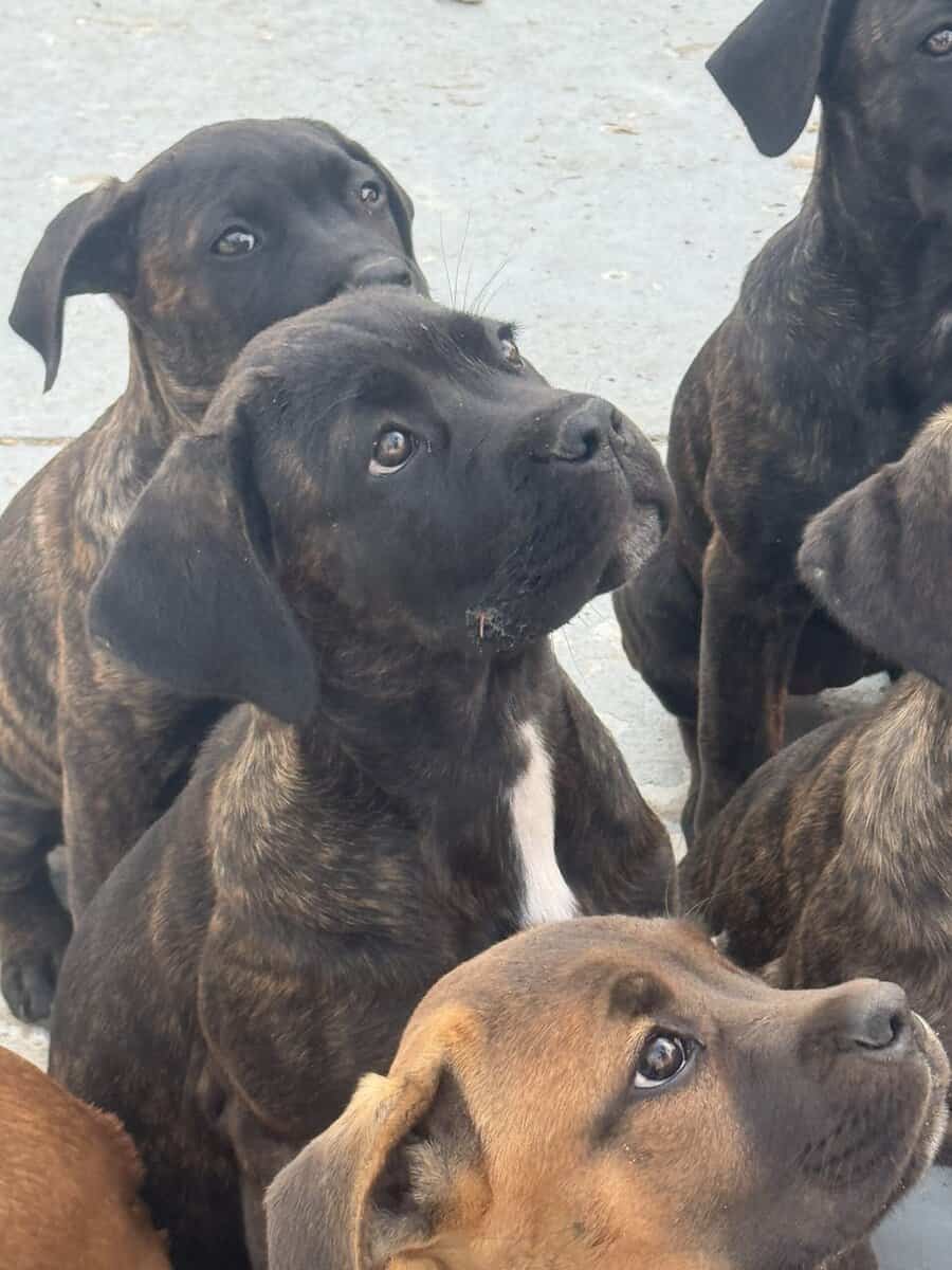 Cane Corso puppies image 21