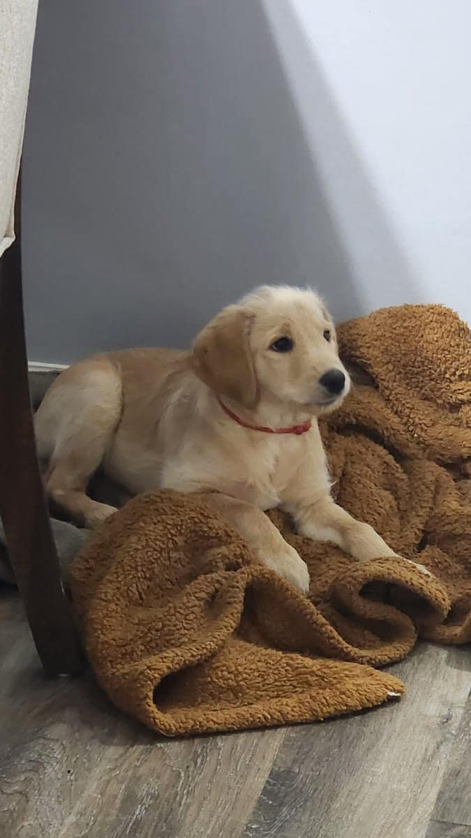Labradoodle Puppies image 5