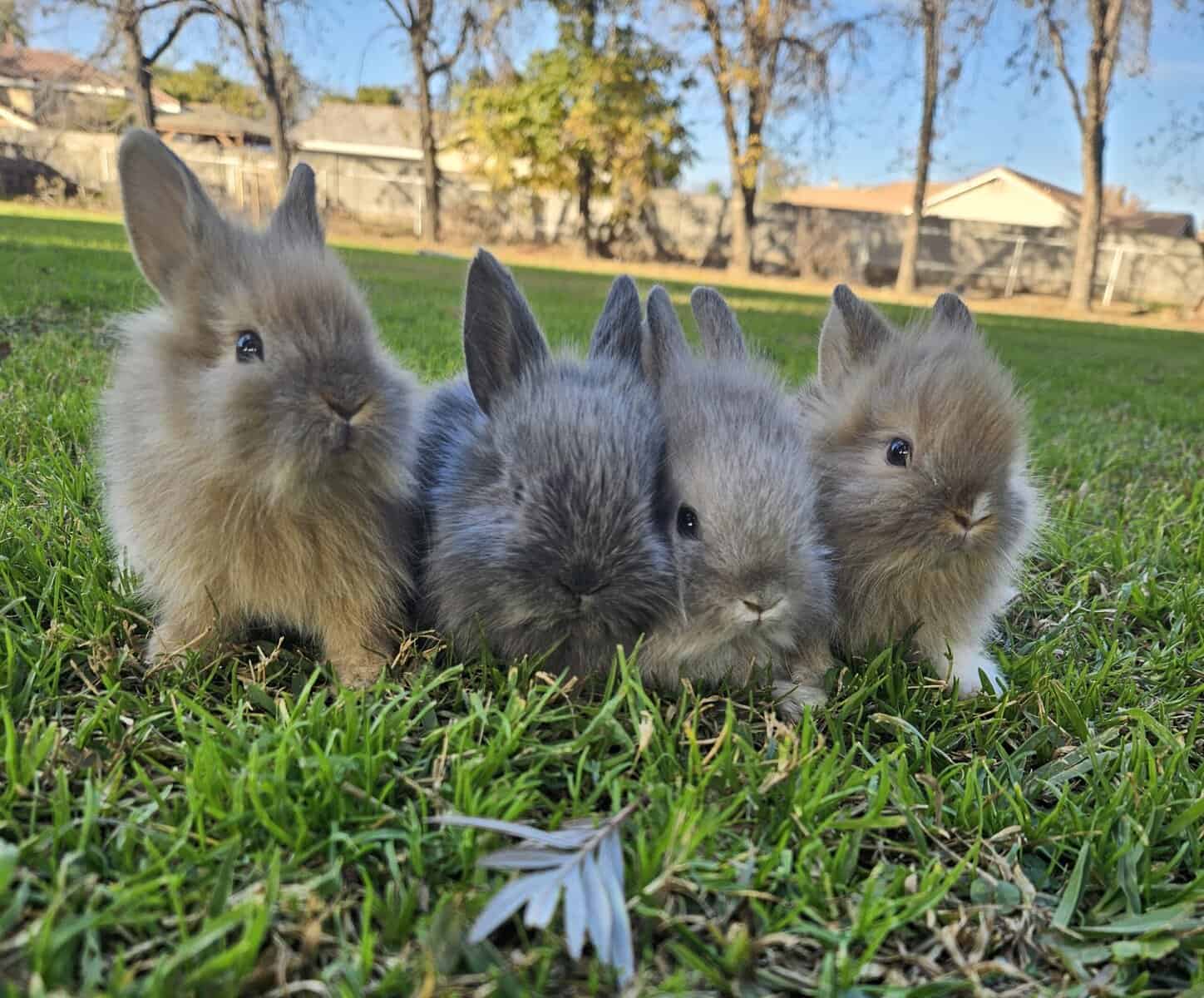 Bunnies bunny rabbit rabbits image 2