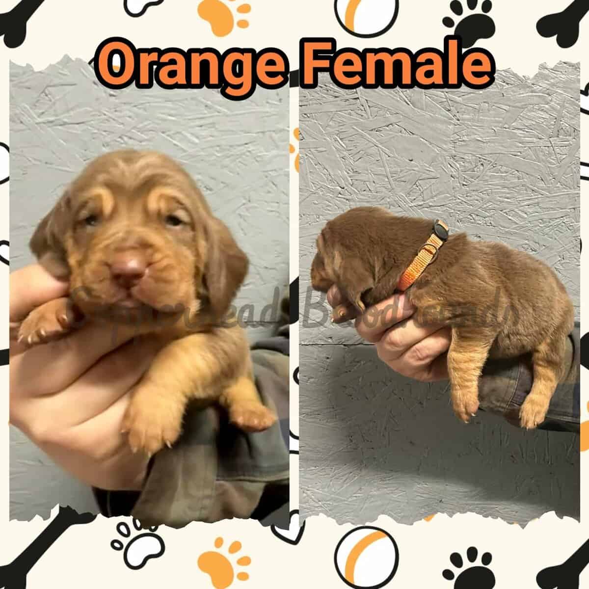 Copperhead Bloodhound Puppies image 7