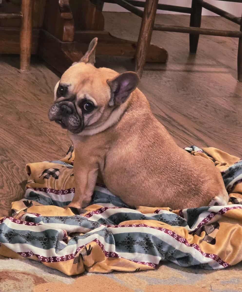 Ruby is waiting for a loving home. image 1