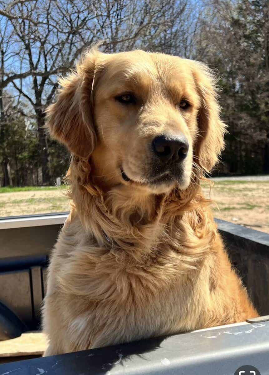 Akc GoldenRetriever pups image 4