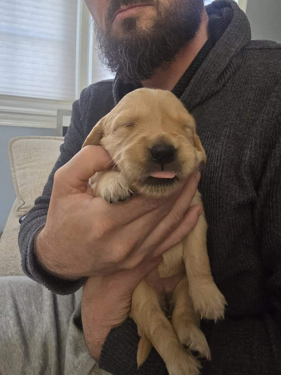 Puppy 2 image 4