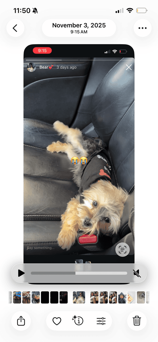 8 month morkie puppy image 3
