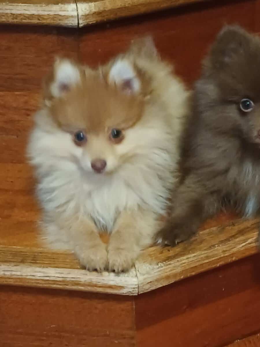 Pomeranian puppy image 3
