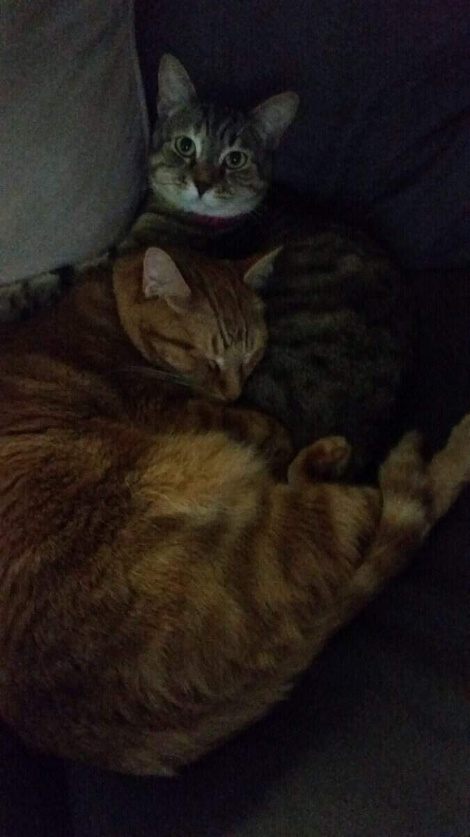 Rehoming Senior Female Cat image 2