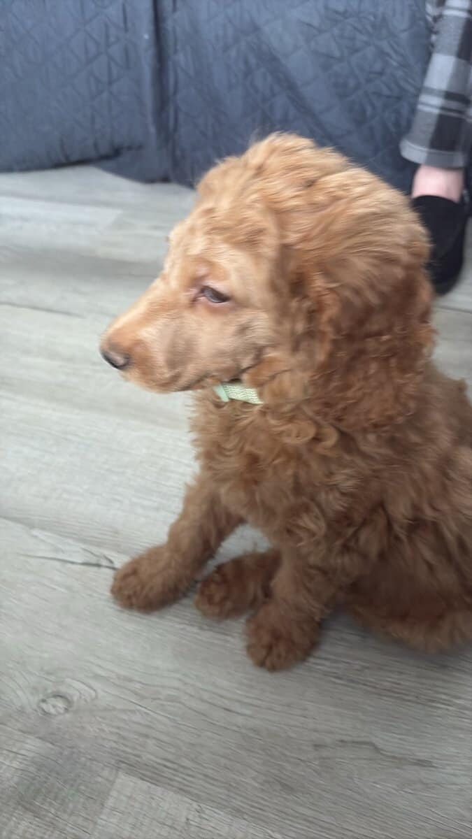 AKC standard poodle puppies image 14