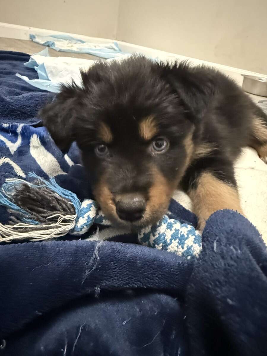 Australian Shepherd Black Female Puppy image 3