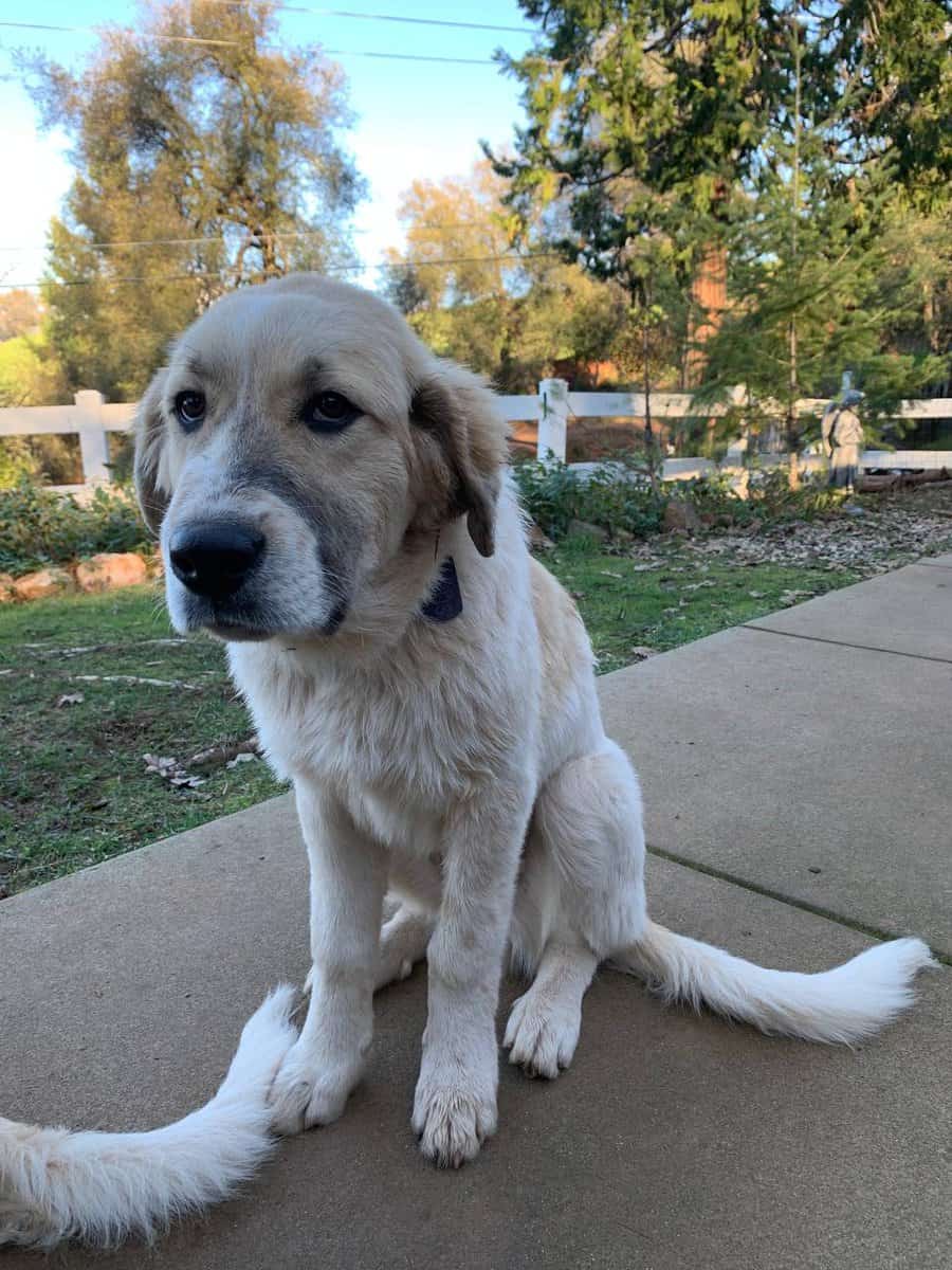 Great Pyrenees image 1