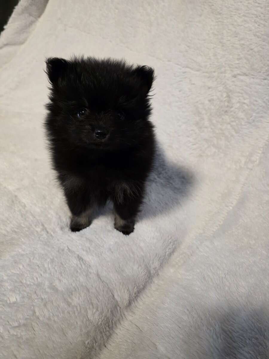 Pomeranian puppies image 4