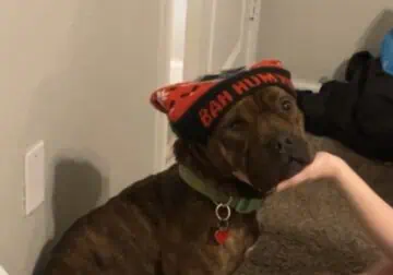 Rehoming 4yr old Male