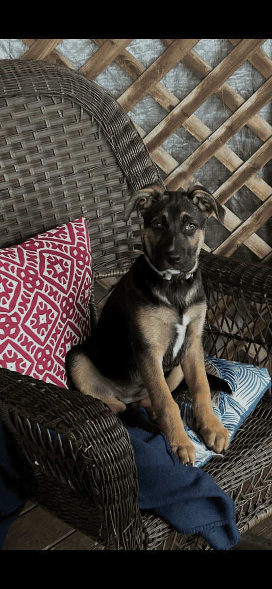Rehoming dog image 1