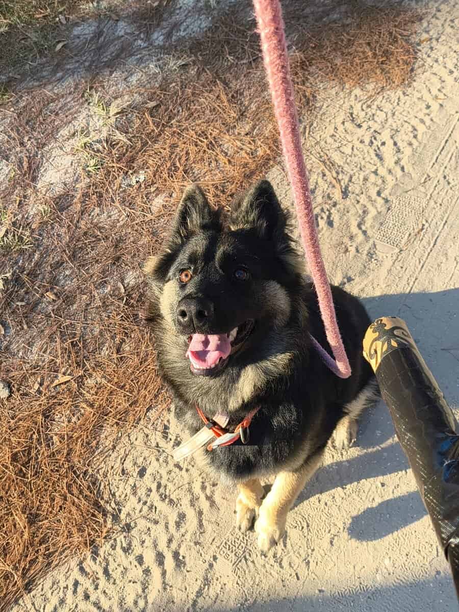 German Shepherd image 1