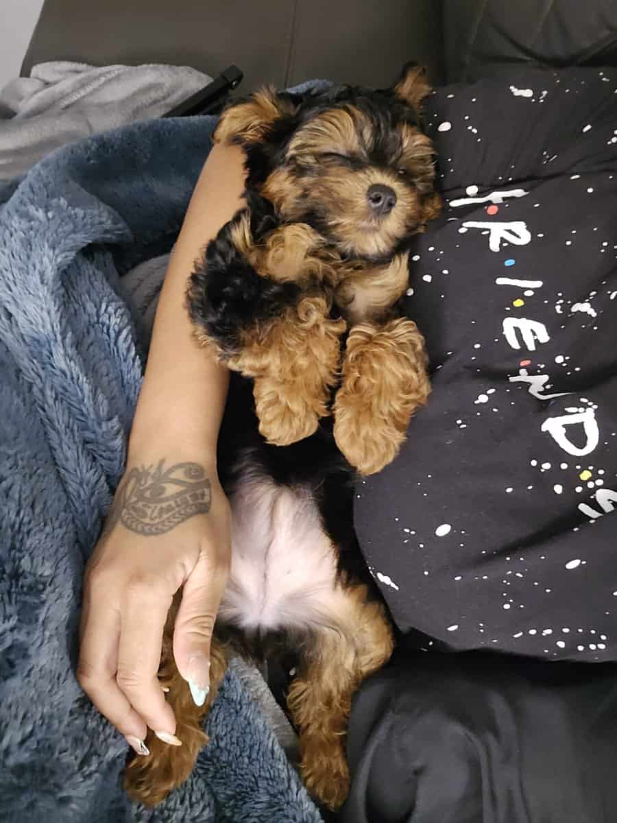 Beautiful 6 month old Yorkipoo image 3