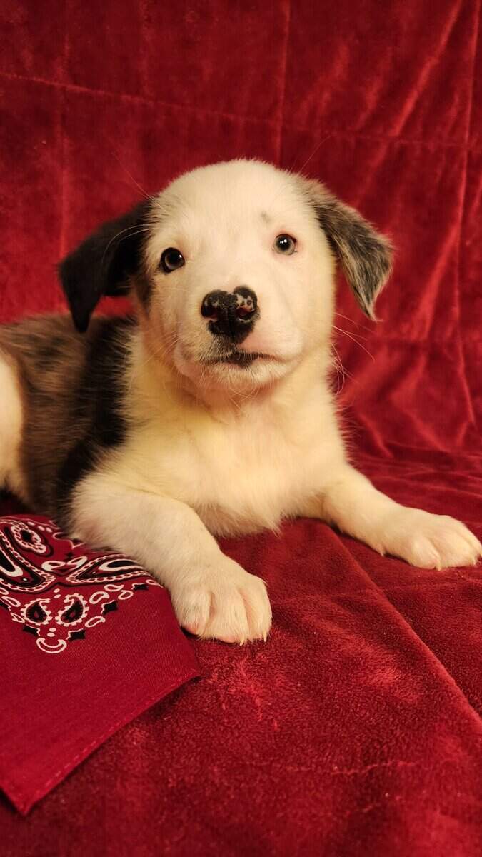 Aussie/ Collie image 10