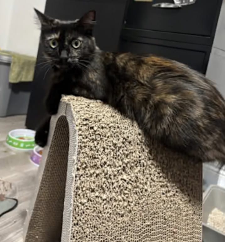 Moonpie sweet cat image 3