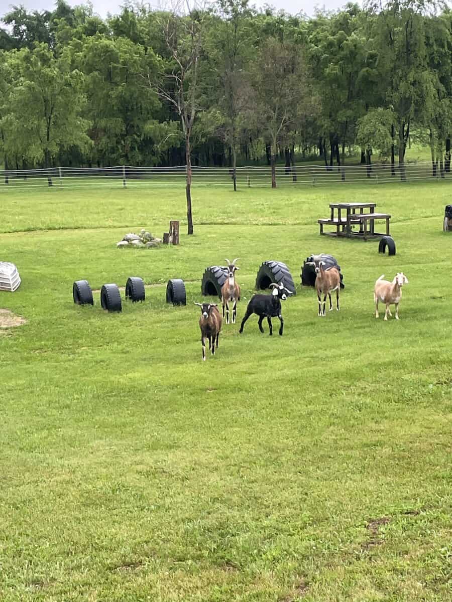 Bonded Herd of 5 image 3