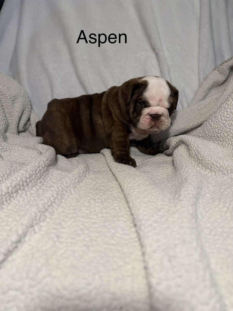 🐾 **Adorable English Bulldog Puppies ** 🐾 image 4
