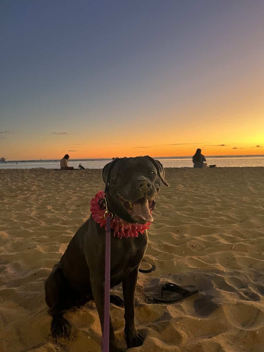 Cane Corso Female 3 Yr Old image 2