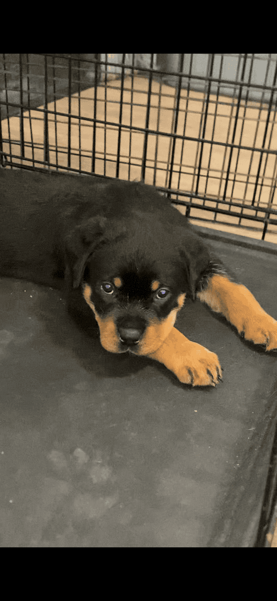 Rottweiler Puppies image 3
