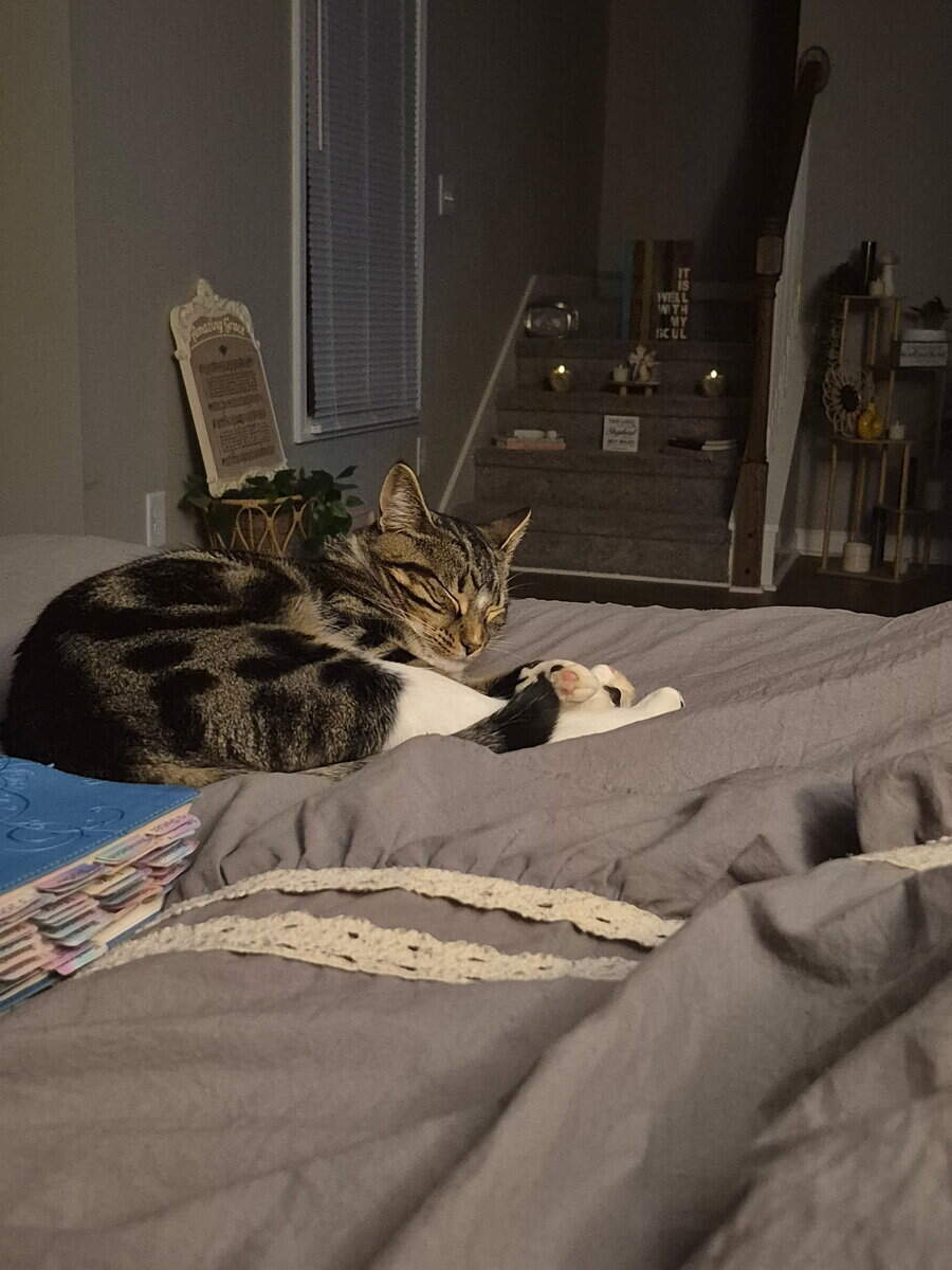 Looking for a forever home for the best cat! image 4