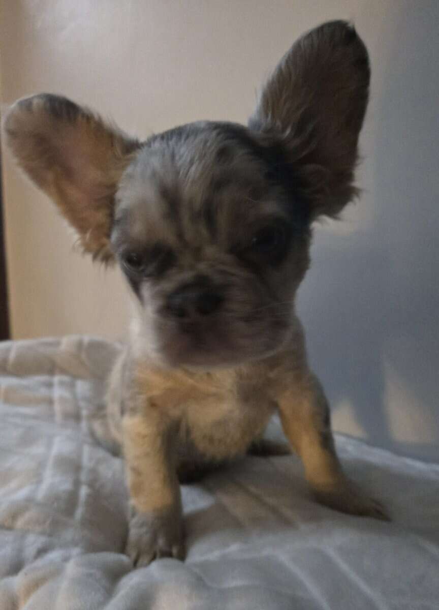 FLUFFY French Bulldog puppies image 3