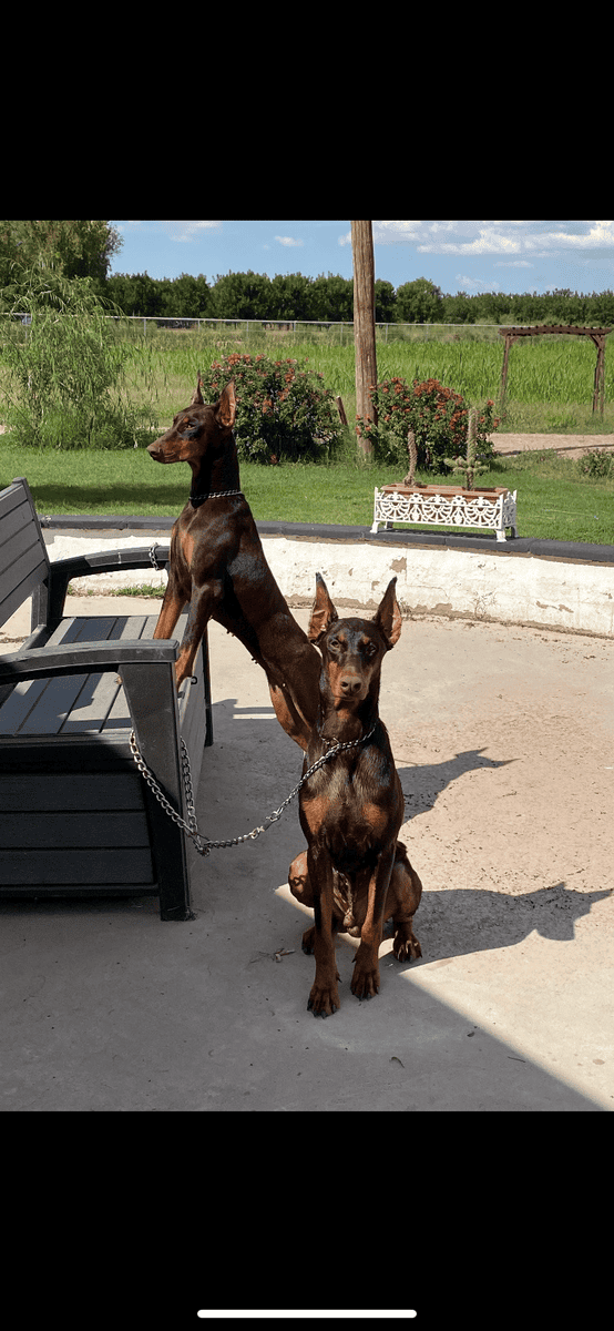Rehoming Red Doberman Puppies image 4