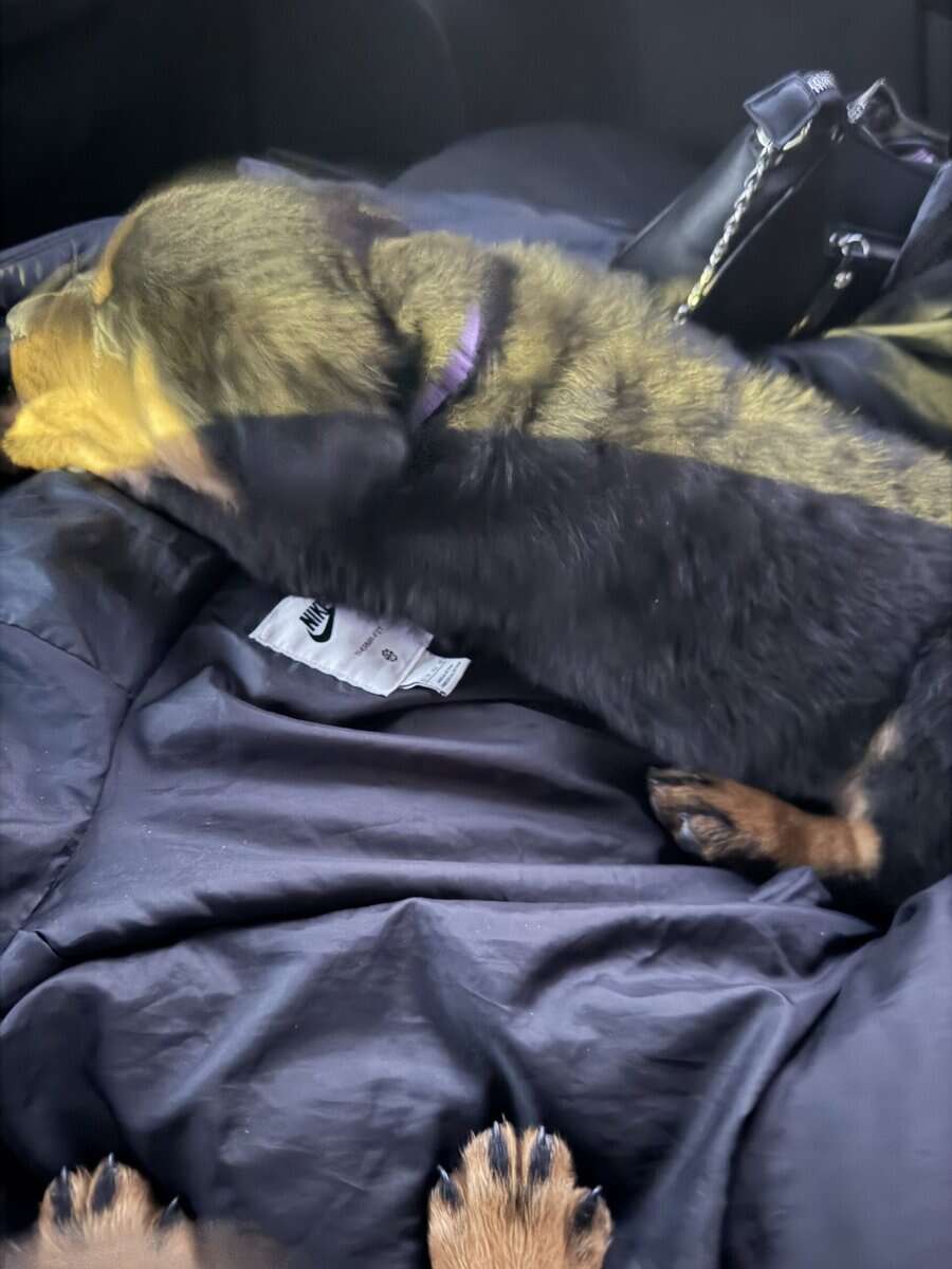 10 week old puppy Rottweiler image 3