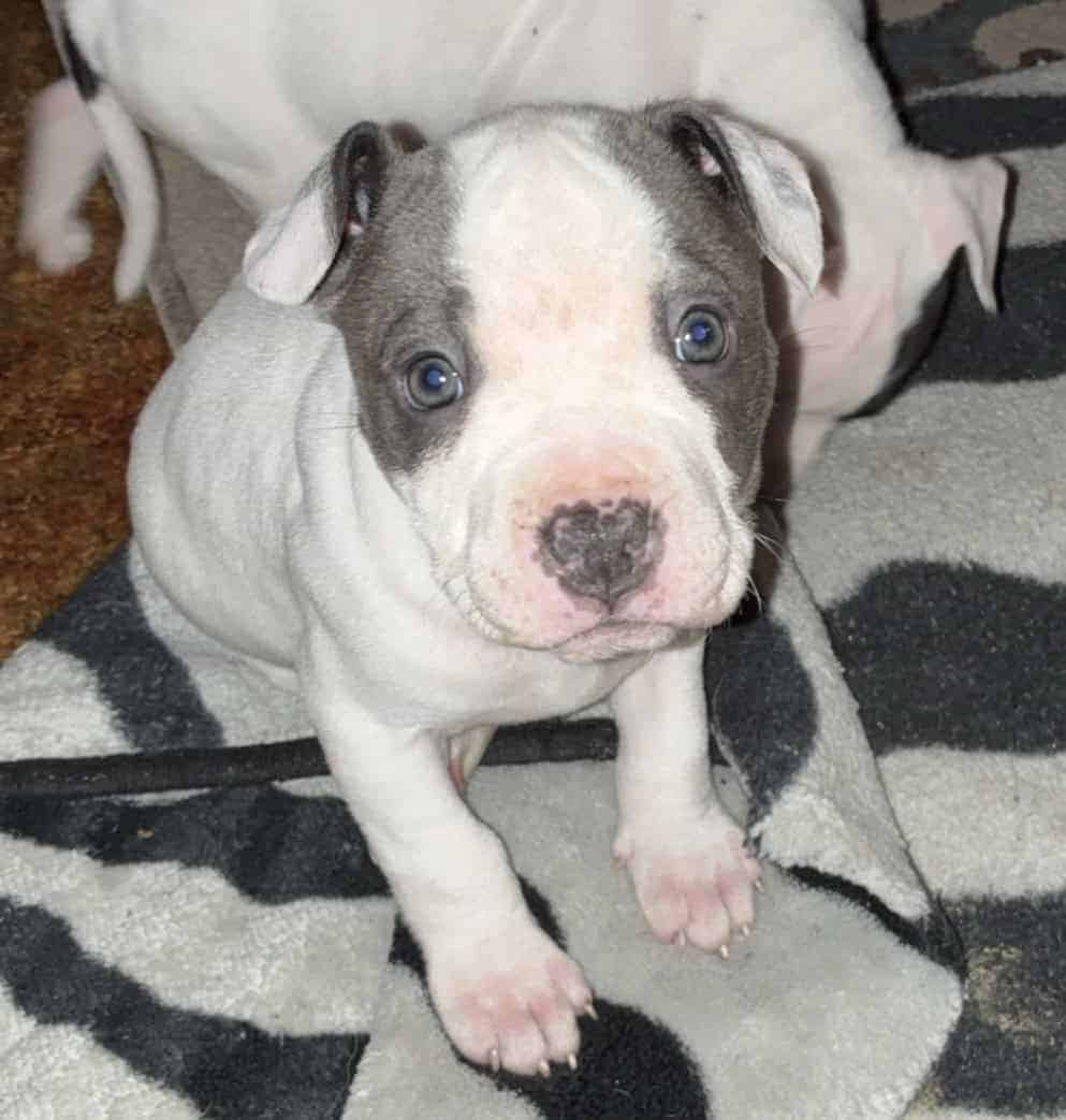 American Bully Pups image 1