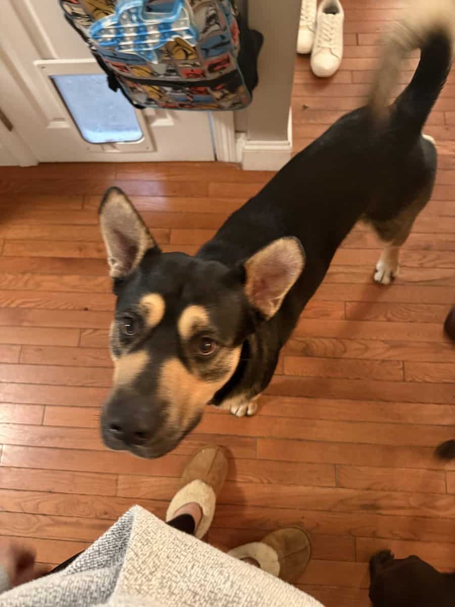 1.5 yo Male Germon Shepard Rottweiler mix image 1