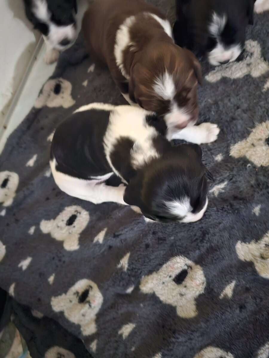 English springer spaniel image 3