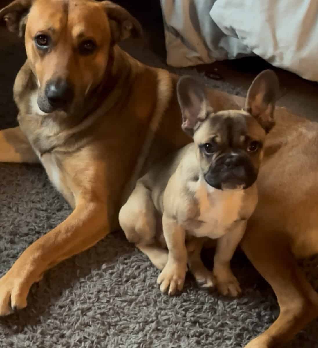 French Bull dog image 3