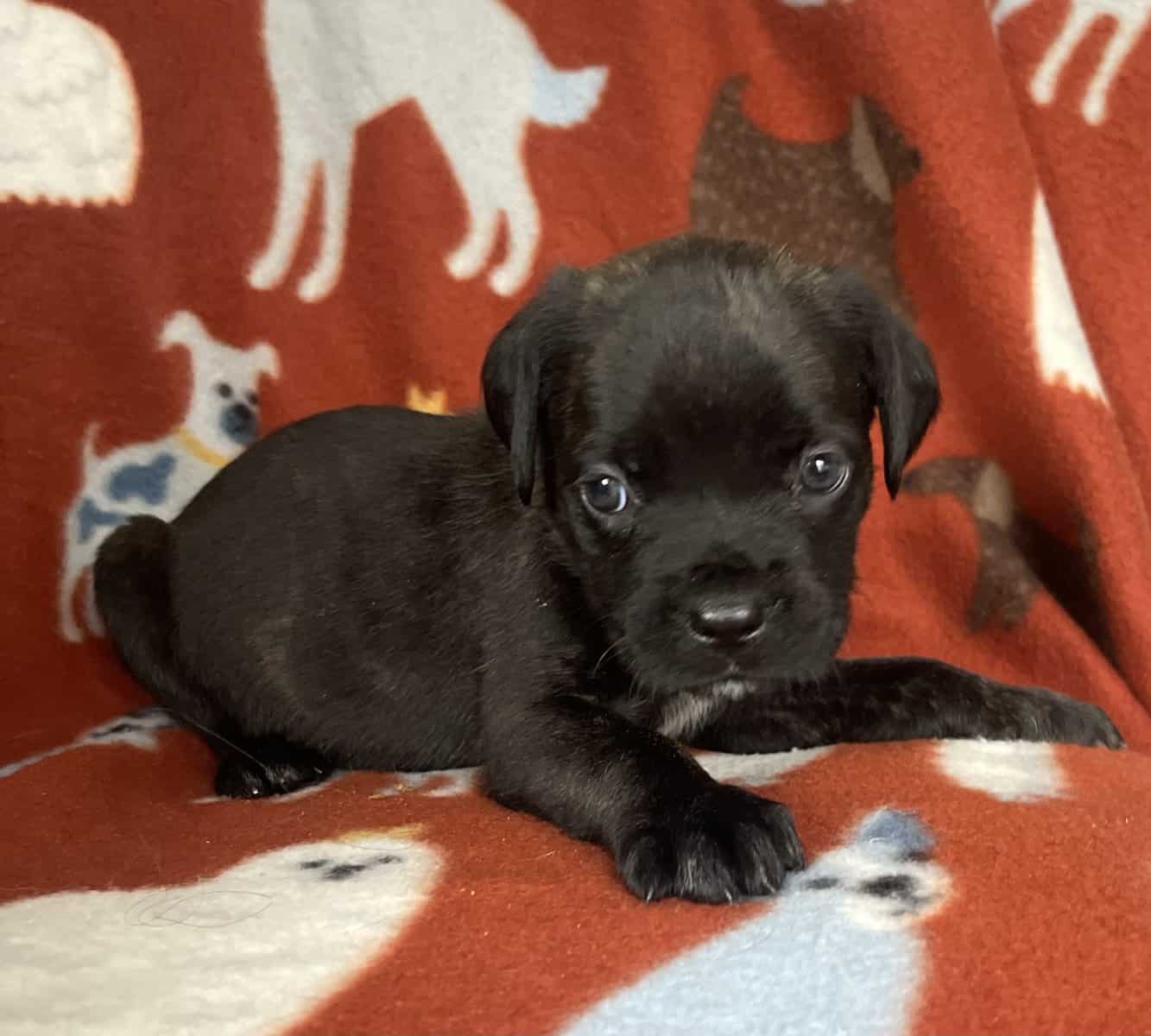 Cane Corso (started on basic commands) image 5
