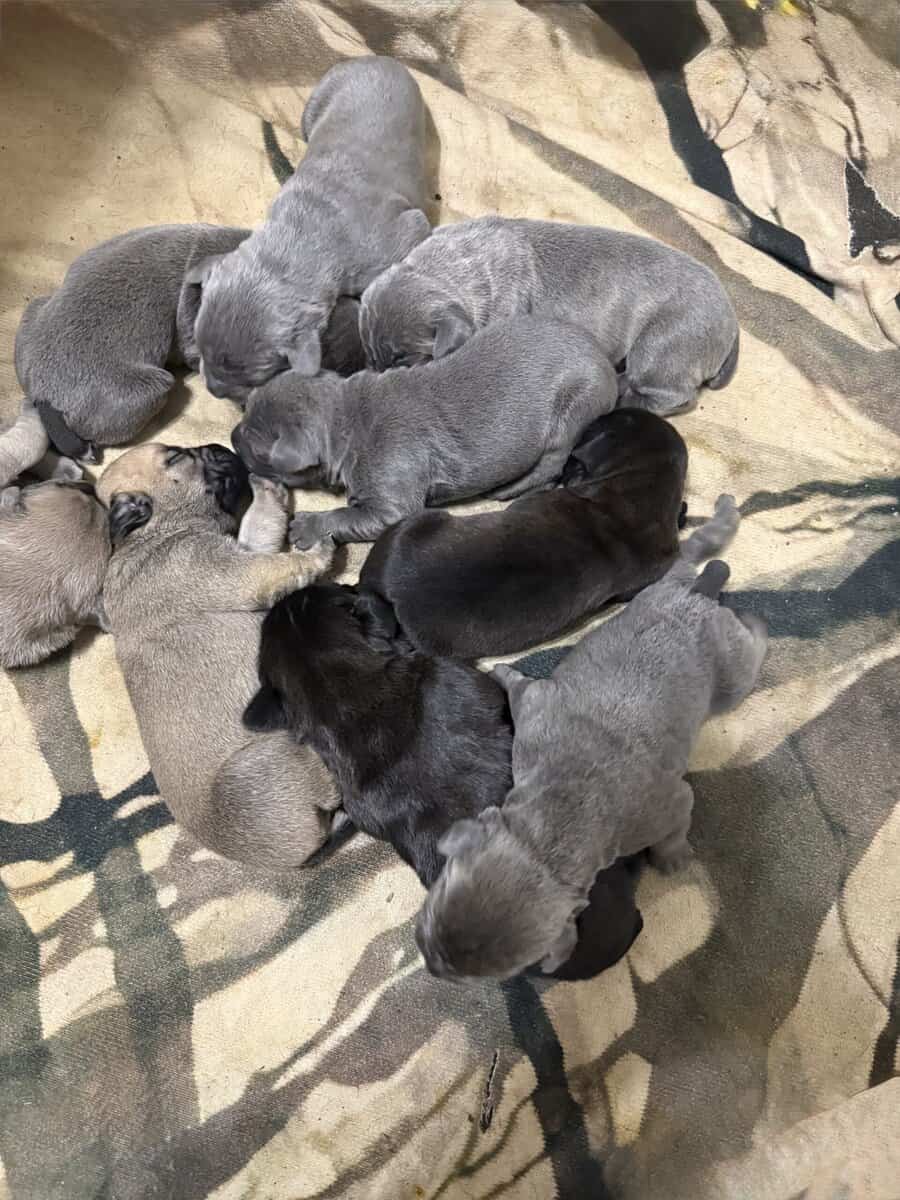 Corso Puppies image 1