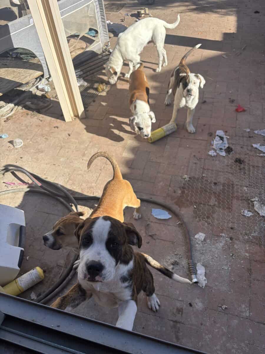Rehoming 4 month old puppies image 3